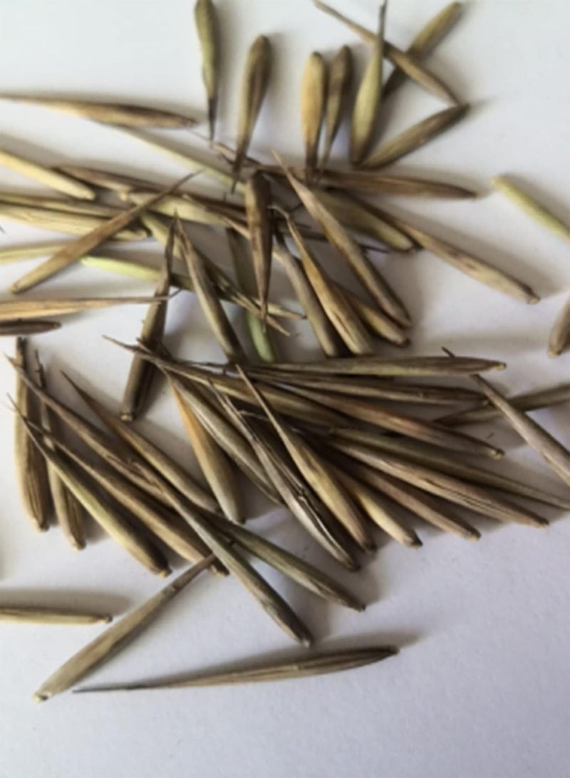 جي جوت 30 قطعة/حقيبة من بذور ديسبوروم كانتونينسي، شتلات زهور طبيعية معمرة زخرفية قابلة للحياة للزراعة في الفناء أو الحديقة أو الهواء الطلق، بذرة واحدة - Image 5