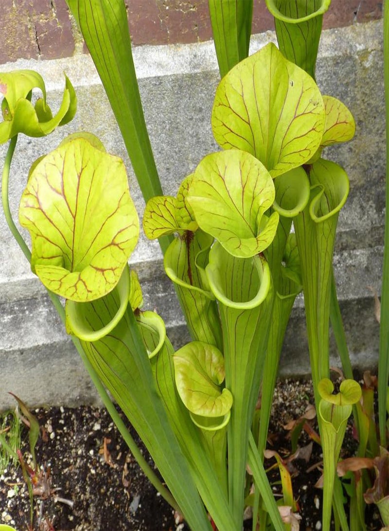 GGOOT Pitcher Plant 'Sarracenia purpurea Heterophylla' Rare Agino Species Carnivorous Plant 15 Fresh Rare Seeds Fly Trap Seeds - Indoor House Plant - Easy to Grow - Image 1