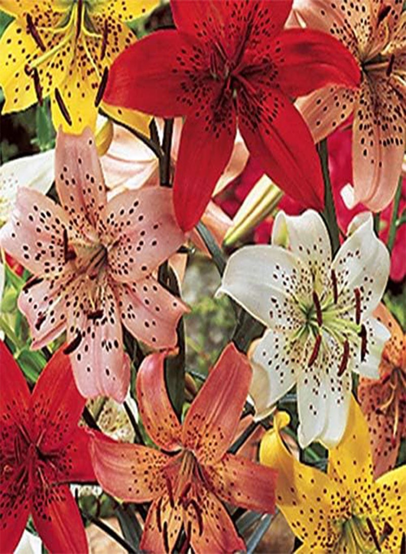 GGOOT 6 Tiger Lily Mix (seeds) red, Yellow, White,Black, Orange - Image 1