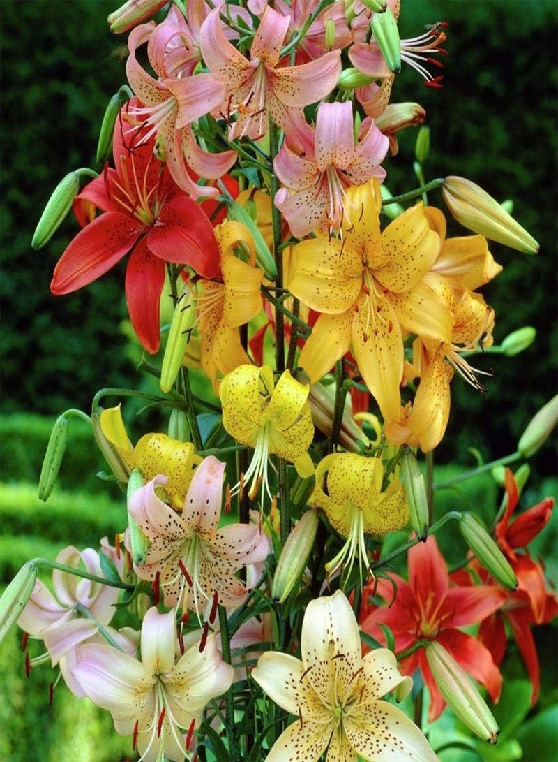 GGOOT 6 Tiger Lily Mix (seeds) red, Yellow, White,Black, Orange - Image 2