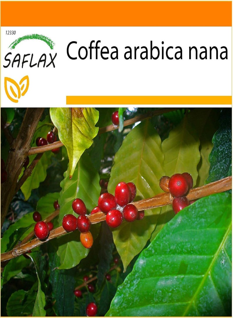 GGOOT Garden in The Bag - Dwarf Coffee - 8 Seeds - Coffea Arabica Nana - Image 1