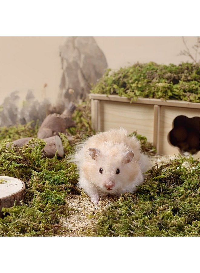 دكتور دودو طحالب الغابات من دكتور دودو 5 لتر لتعشيش الهامستر، وإكسسوارات أقفاص الهامستر للجربوع السورية، مثالية للحيوانات الصغيرة، طحالب التراريوم - Image 3