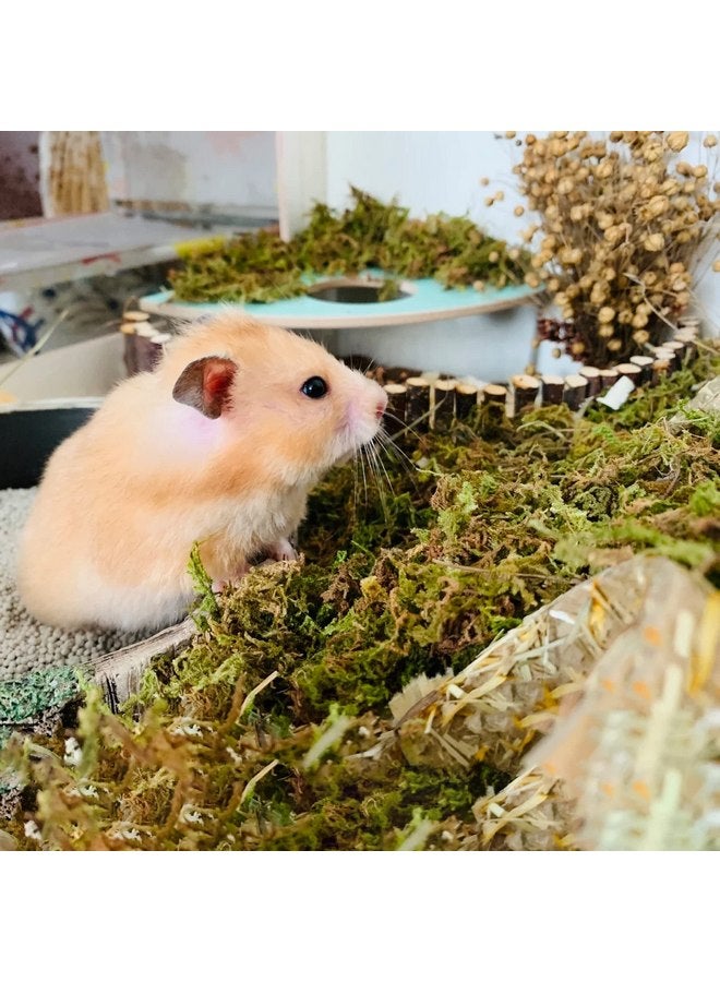 دكتور دودو طحالب الغابات من دكتور دودو 5 لتر لتعشيش الهامستر، وإكسسوارات أقفاص الهامستر للجربوع السورية، مثالية للحيوانات الصغيرة، طحالب التراريوم - Image 4