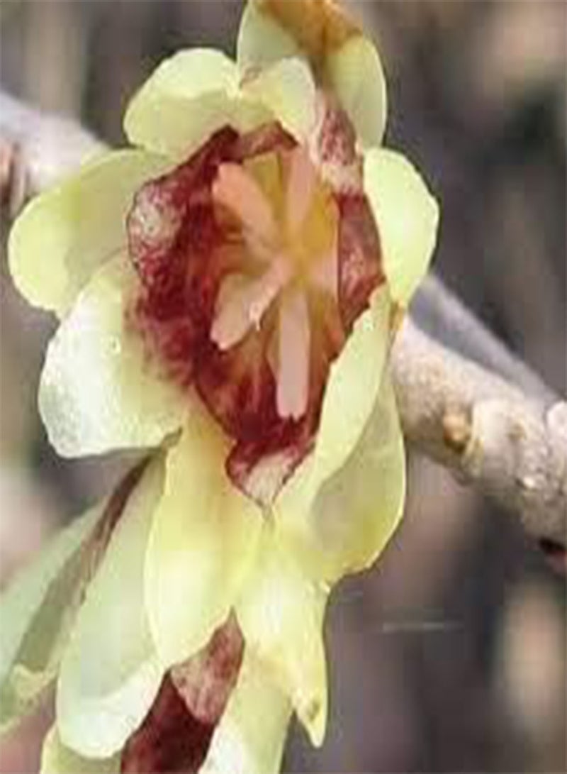 GGOOT 20 Chimonanthus Praecox Flower Seeds - Image 3