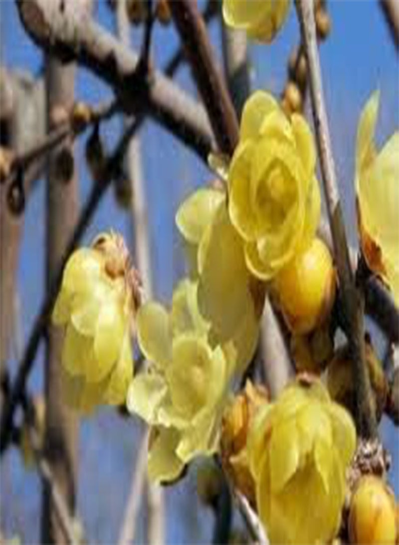 GGOOT 20 Chimonanthus Praecox Flower Seeds - Image 2