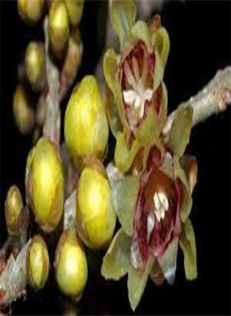GGOOT 20 Chimonanthus Praecox Flower Seeds - Image 1