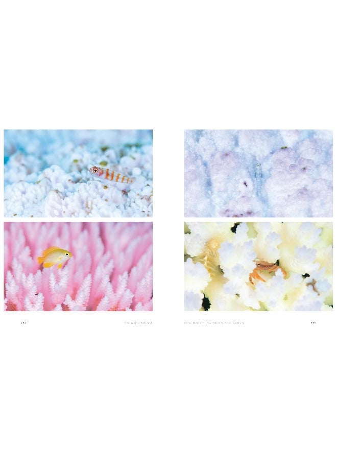The World Beneath: The Life and Times of Unknown Sea Creatures and Coral Reefs  - Image 3