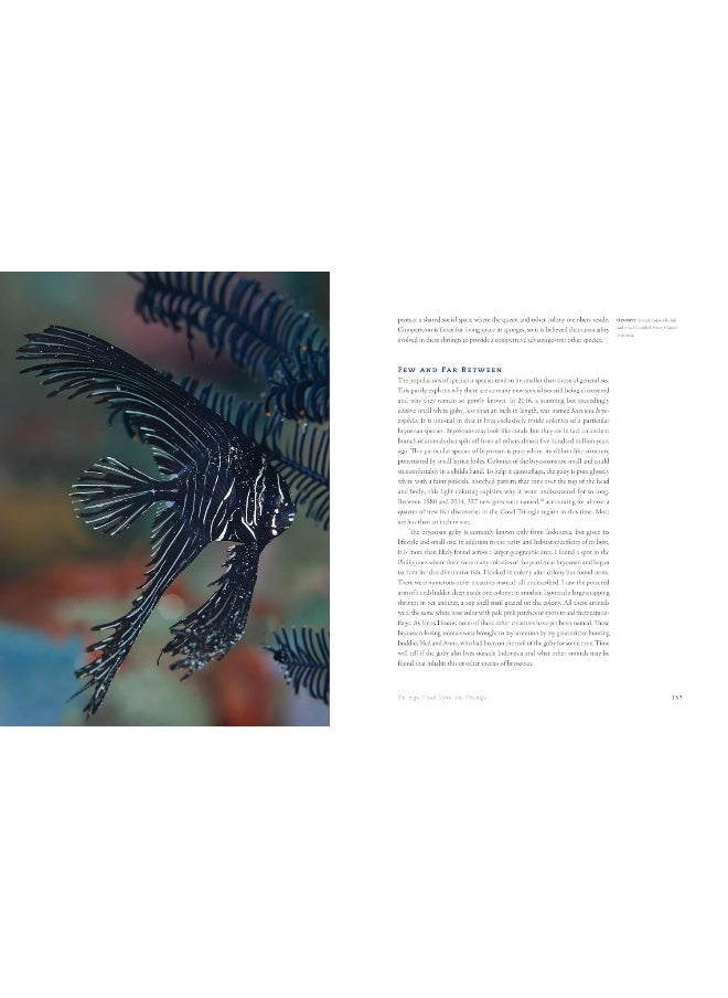 The World Beneath: The Life and Times of Unknown Sea Creatures and Coral Reefs  - Image 4