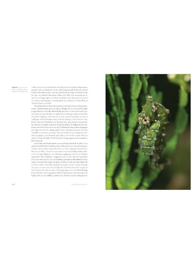 The World Beneath: The Life and Times of Unknown Sea Creatures and Coral Reefs  - Image 2