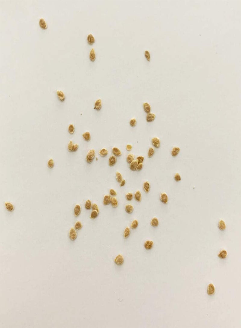 GGOOT 100Pcs Black Cherry Tomato Seeds,Delicious Fruit Vegetable Garden Yard Plant for Planting Garden Yard Outdoor 1 Tomato Seeds - Image 2