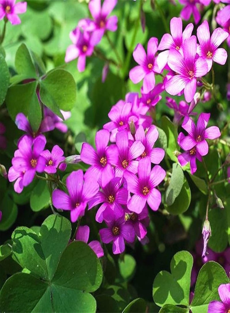 جي جوت 50 قطعة من بذور زهرة الأكساليس سهلة النمو وعالية الإنبات، زهرة وردية جميلة، بذور الأكساليس للفناء، مقاس واحد - Image 5