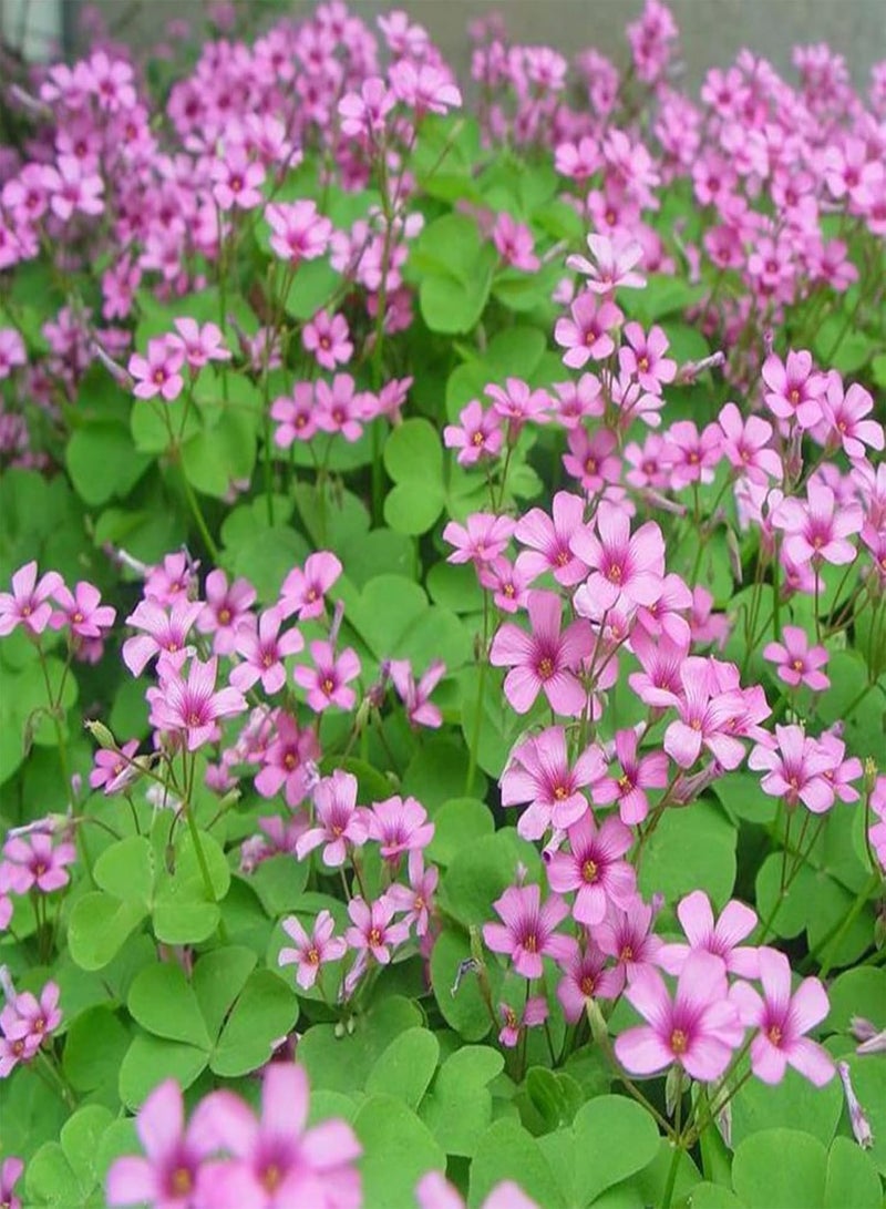 جي جوت 50 قطعة من بذور زهرة الأكساليس سهلة النمو وعالية الإنبات، زهرة وردية جميلة، بذور الأكساليس للفناء، مقاس واحد - Image 3