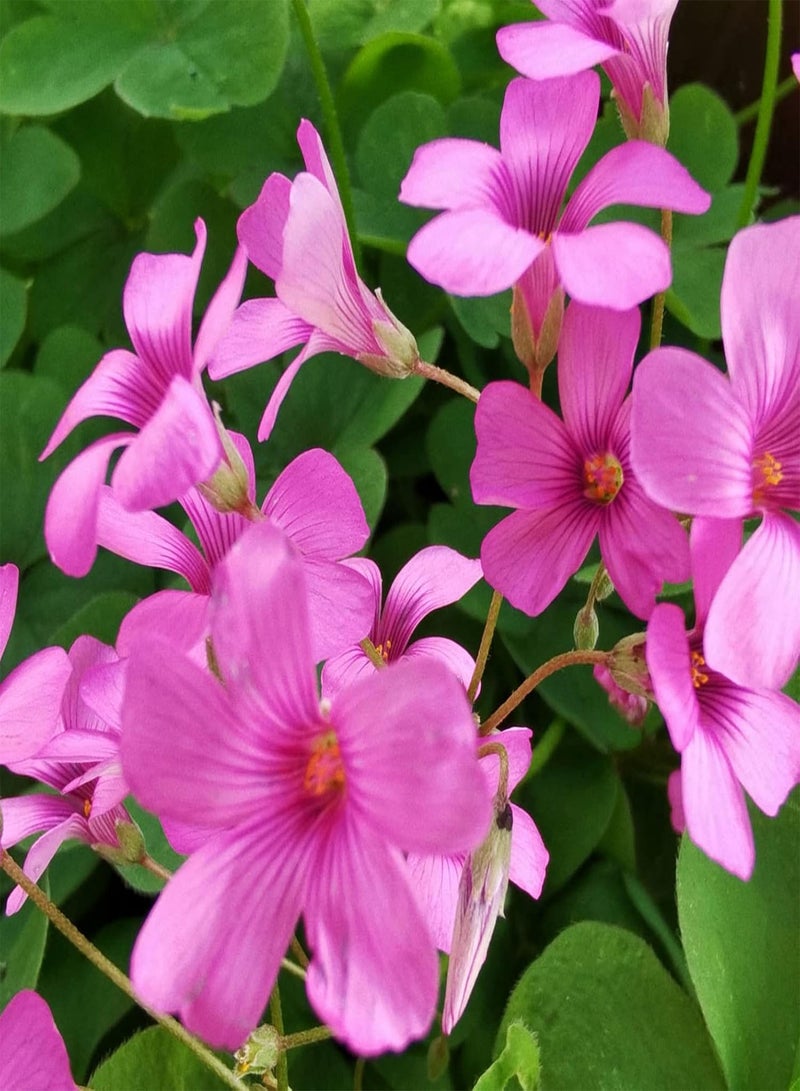 جي جوت 50 قطعة من بذور زهرة الأكساليس سهلة النمو وعالية الإنبات، زهرة وردية جميلة، بذور الأكساليس للفناء، مقاس واحد - Image 2