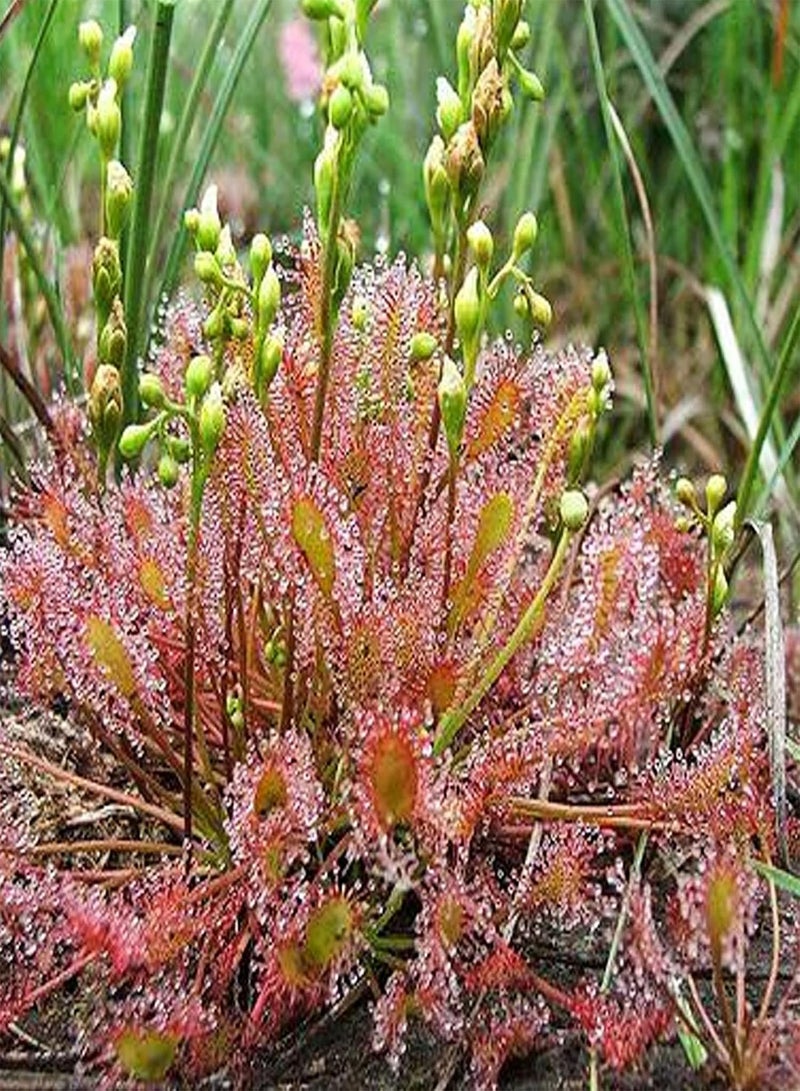 GGOOT 10Pcs Rare Sundew Seeds Annual Non-GMO Drosera Seeds Carnivorous Plants Garden Bonsai Outdoor Flowers 10pcs - Image 4