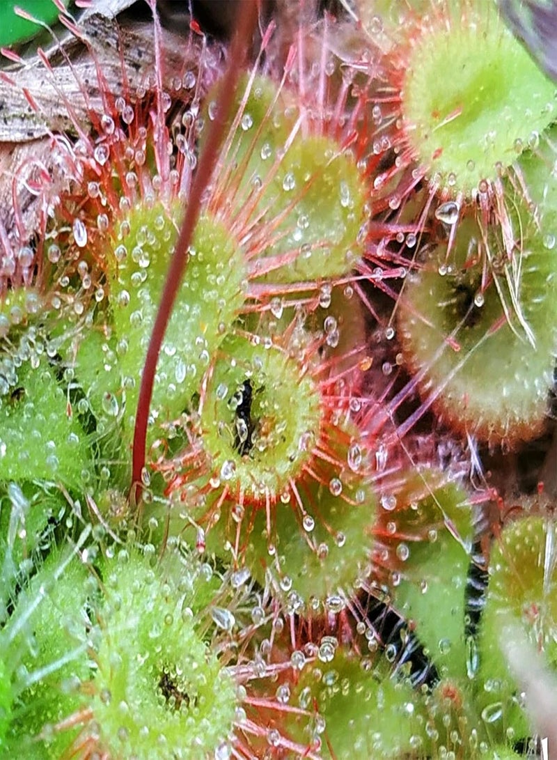 GGOOT 10Pcs Rare Sundew Seeds Annual Non-GMO Drosera Seeds Carnivorous Plants Garden Bonsai Outdoor Flowers 10pcs - Image 2