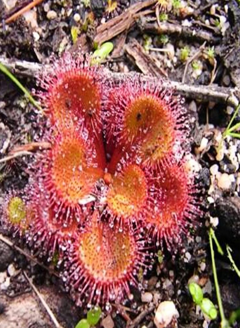 GGOOT 10Pcs Rare Sundew Seeds Annual Non-GMO Drosera Seeds Carnivorous Plants Garden Bonsai Outdoor Flowers 10pcs - Image 5