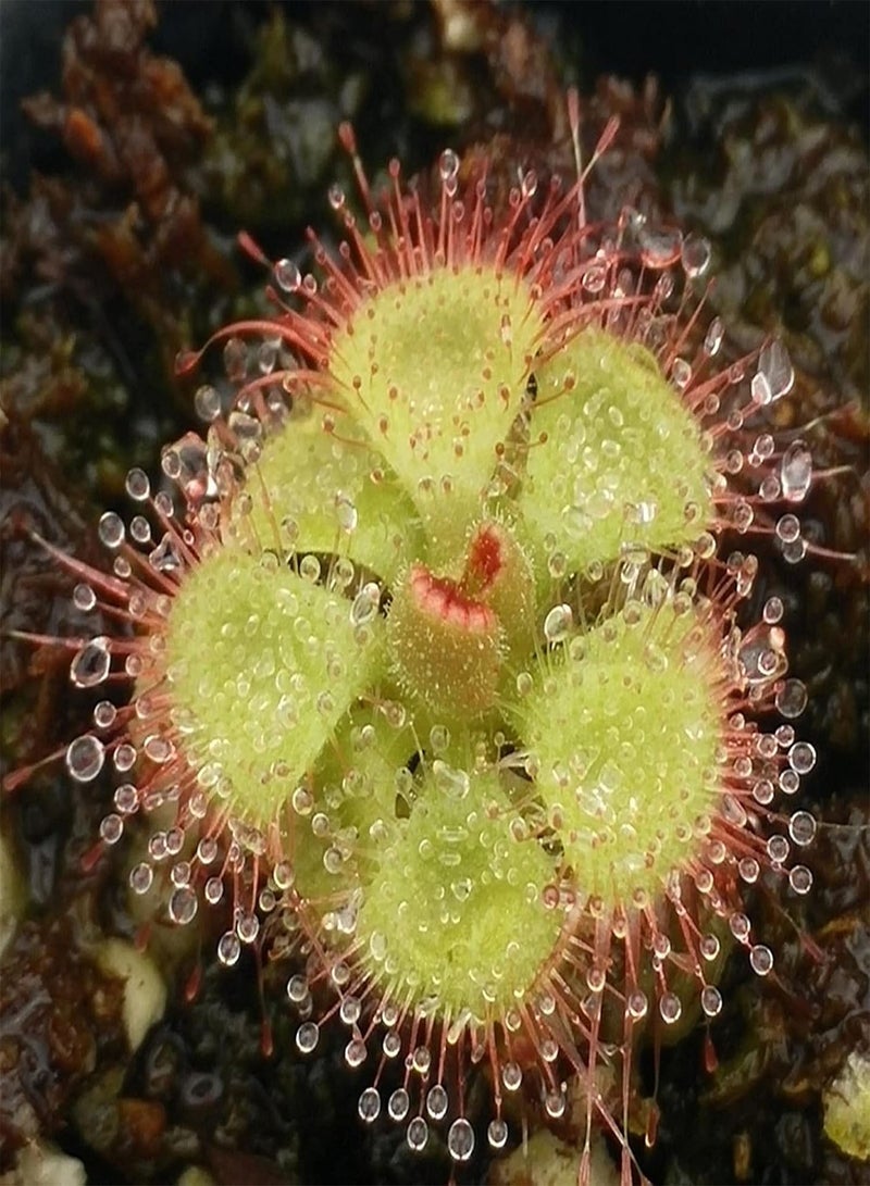 GGOOT 10Pcs Rare Sundew Seeds Annual Non-GMO Drosera Seeds Carnivorous Plants Garden Bonsai Outdoor Flowers 10pcs - Image 1