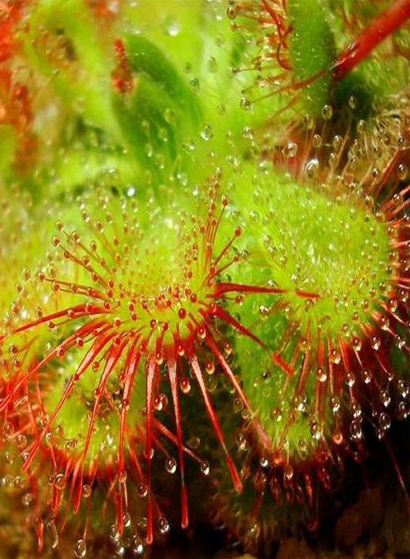 GGOOT 10Pcs Rare Sundew Seeds Annual Non-GMO Drosera Seeds Carnivorous Plants Garden Bonsai Outdoor Flowers 10pcs - Image 3