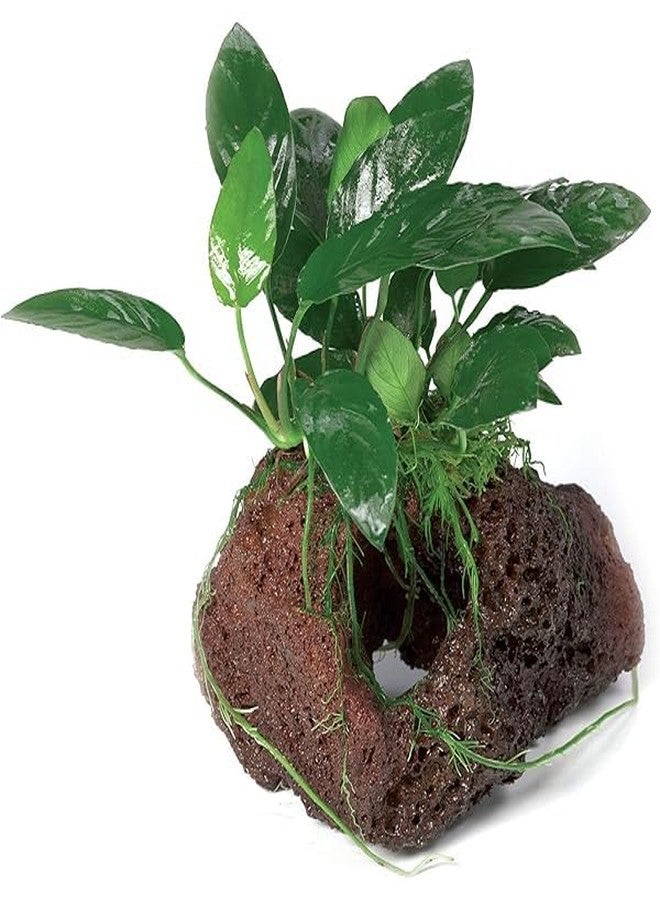 كينكو أنوبياس مخلب التنين على الصخرة