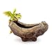 Top Collection Top Collection Rex The Green Dragon Perched on Succulent Planter and Air Plant Pot 4.75-Inch Tall 7.5-Inch Wide  - Image 2