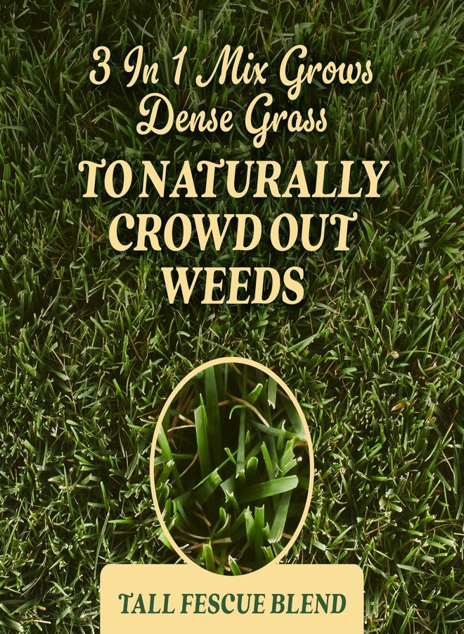 Scotts O.M. Scott and Sons Tall Fescue Blend Grass Seed, Fertilizer and Soil Improver, Naturally Crowds Out Weeds, Covers Up to 2,000 sq. ft., 8 lbs. - Image 4