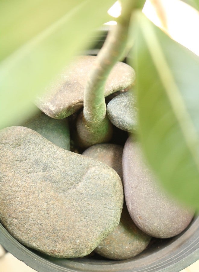 Wowtag Natural River Stones Large(Pack of 5) 5 to 7 cm for Aquarium, Rock Painting Stones, Craft Work, Home Decor - Image 5