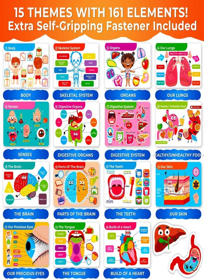 QUOKKA Human Body Busy Books for Kids Ages 4-8 - Fun Human Anatomy Activities for Kids Learning at Home or Classrooms - My Preschool Montessory Busy Book for Toddlers 3-5 I Comes Fully Assembled - Image 3