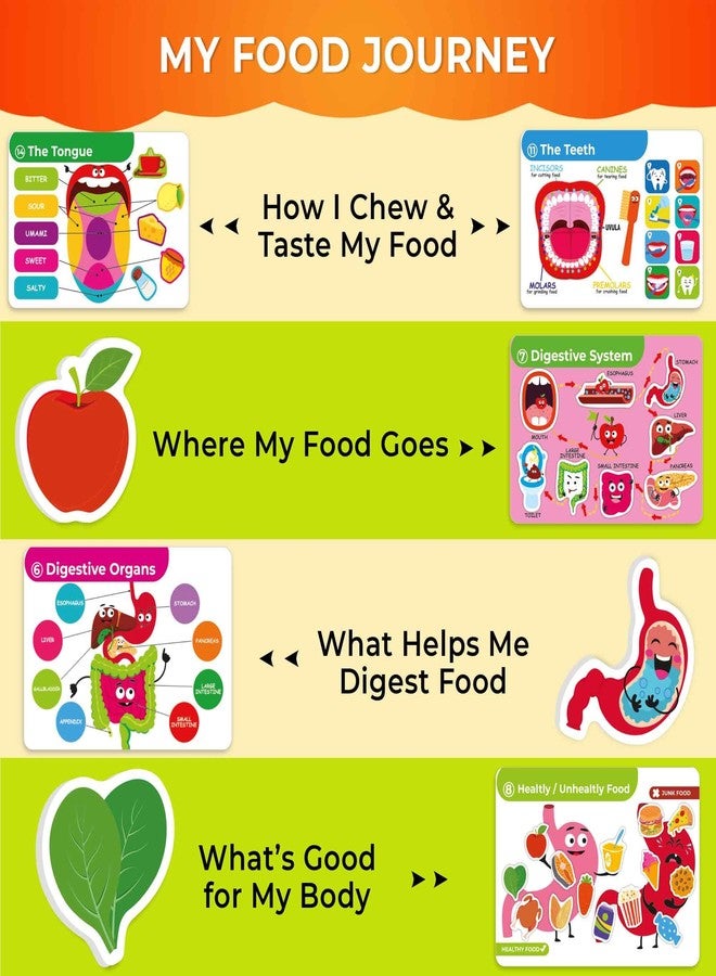 QUOKKA Human Body Busy Books for Kids Ages 4-8 - Fun Human Anatomy Activities for Kids Learning at Home or Classrooms - My Preschool Montessory Busy Book for Toddlers 3-5 I Comes Fully Assembled - Image 4