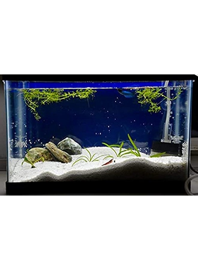 VANNEF Natural Aquarium White Sand for Lawn,Garden, Plants, Freshwater & Aquarium Dcor (White 950gm) - Image 3