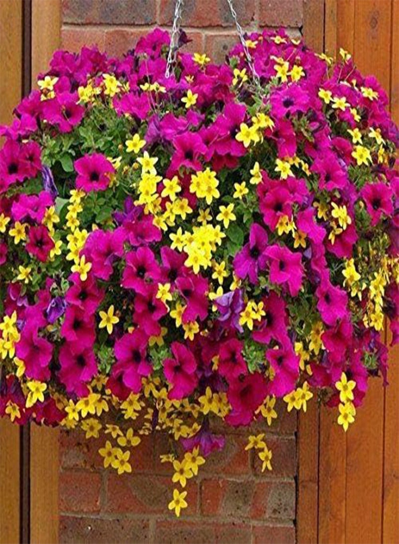 GGOOT seeds Fresh 100 Pcs Hanging  Flower Seeds for Planting Violet Mix