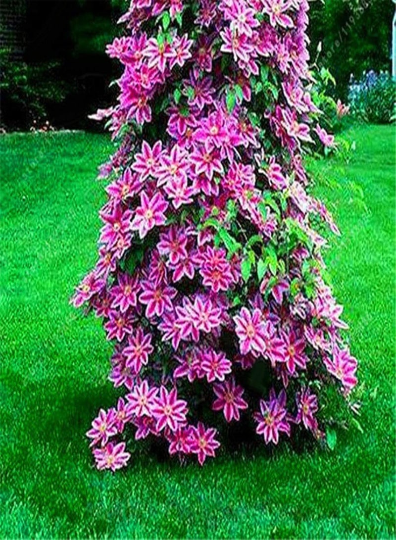 جي جوت نباتات زهور خضراء للحديقة - 100 قطعة من بذور نبات الياسمين المتسلق، زينة منزلية للمكتب - ألوان متنوعة - Image 4