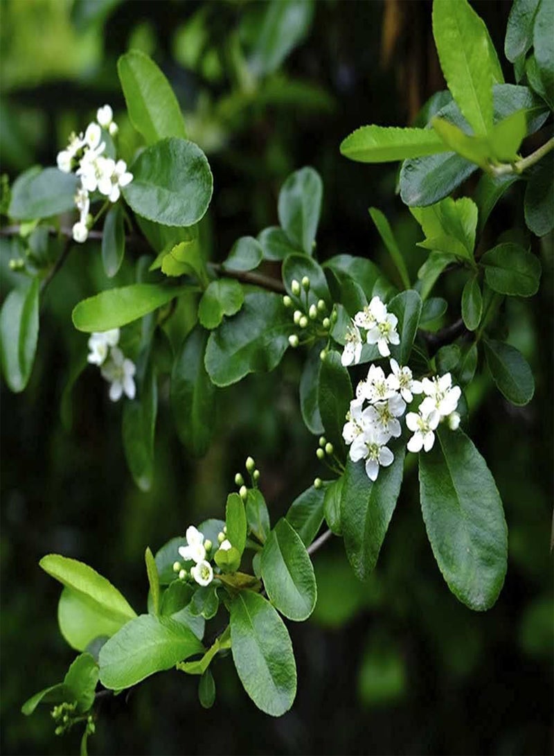 جي جوت 50 قطعة من بذور البايراكانثا الجميلة الأنيقة ذات الفاكهة الحمراء والزهور البيضاء تتفتح في الربيع مزروعة في الحديقة بشكل غير عادي - Image 1