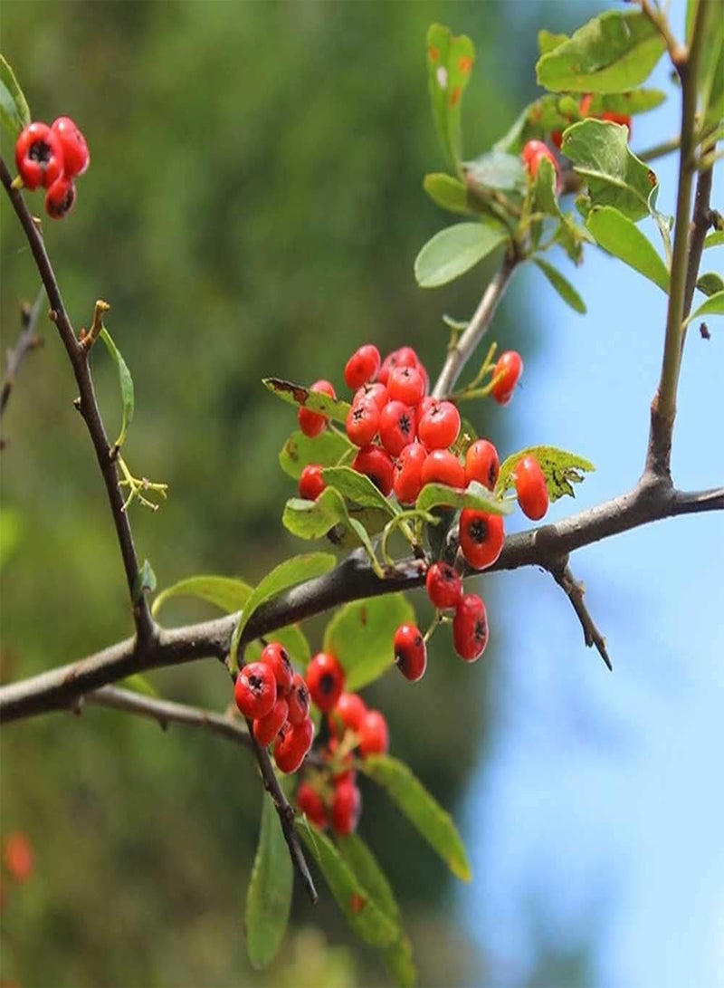 جي جوت 50 قطعة من بذور البايراكانثا الجميلة الأنيقة ذات الفاكهة الحمراء والزهور البيضاء تتفتح في الربيع مزروعة في الحديقة بشكل غير عادي - Image 2
