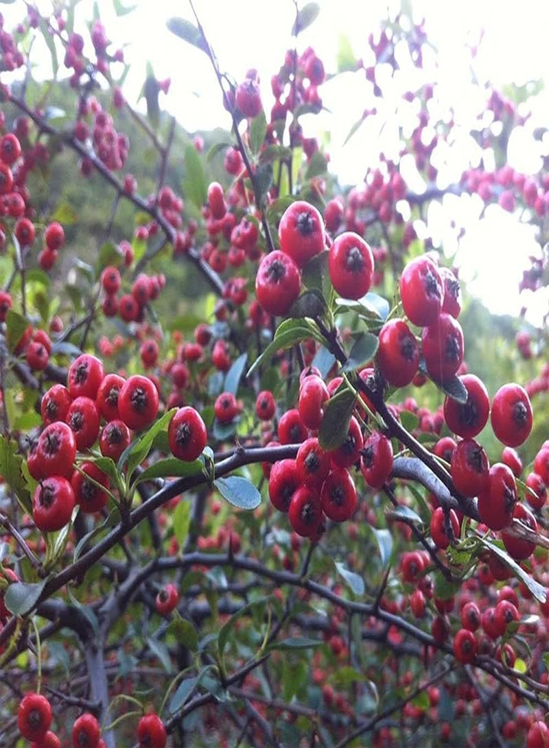 جي جوت 50 قطعة من بذور البايراكانثا الجميلة الأنيقة ذات الفاكهة الحمراء والزهور البيضاء تتفتح في الربيع مزروعة في الحديقة بشكل غير عادي - Image 3