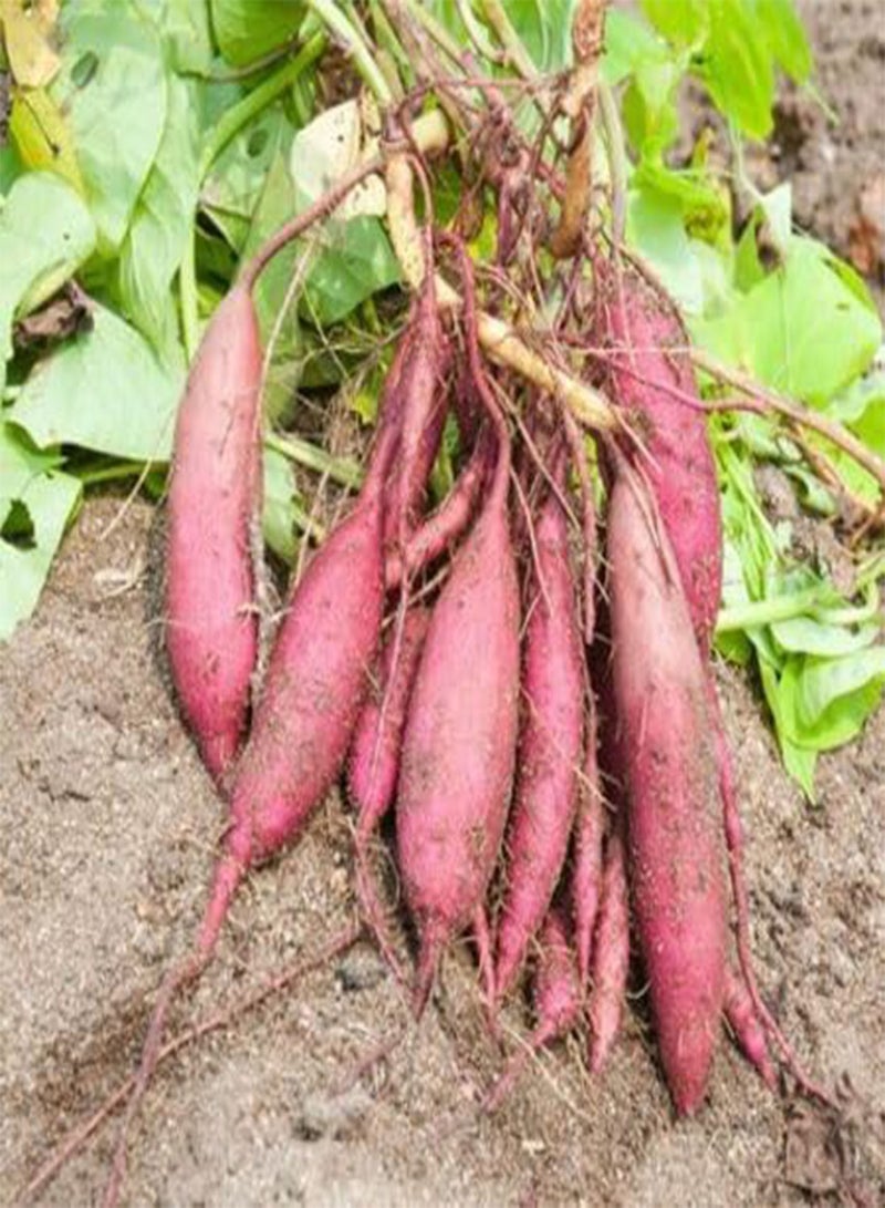 GGOOT 50pcs Fresh Sweet Potato Vegetable Seeds - Image 1