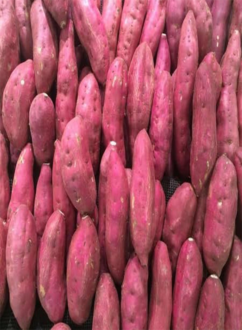 GGOOT 50pcs Fresh Sweet Potato Vegetable Seeds - Image 2