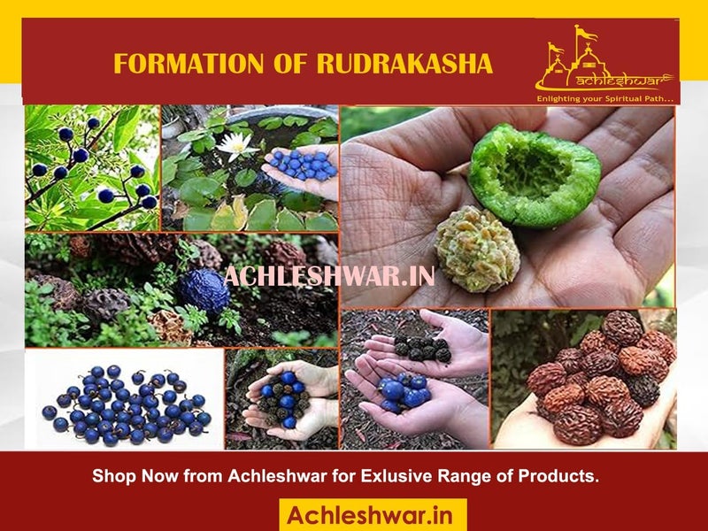 Achleshwar Nepali 5 Mukhi Rudraksha Mala 108+1 Beads | Lab Certified Natural Rosary for Japa & Meditation | Unisex Spiritual Wear | Brown | 5 mm - Image 3