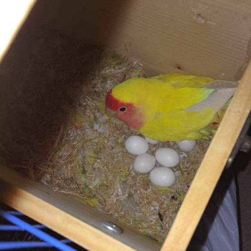 WOLEDOE 8Pcs Solid Plastic Parrot Fake Eggs, Keeping Them from Laying Anymore Eggs, Suit for Medium and Large Parrots, Pigeon, African Grey, Caique, Cockatoo, Sun Conures and Mini Macaw - Image 4
