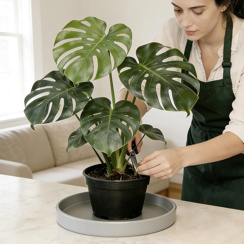 Afrine Plant Saucer, Plant Saucers - Image 4