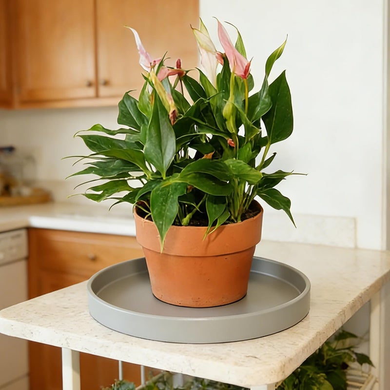 Afrine Plant Saucer, Plant Saucers - Image 3