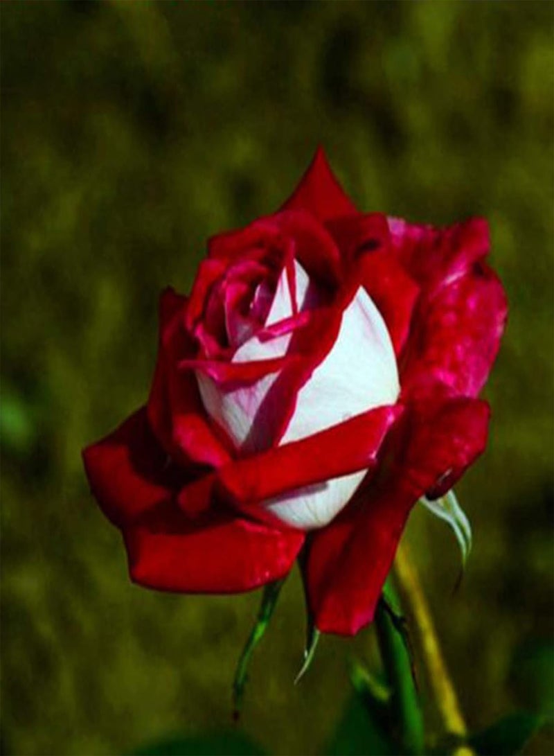 GGOOT Green Plants,100pcs/Bag Red White Osiria Rose Flower Seeds Home Garden Plant Decor - Image 4