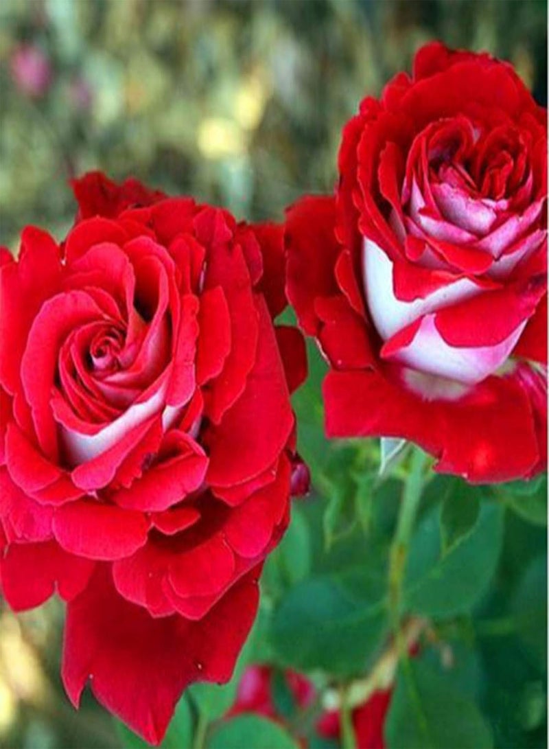 GGOOT Green Plants,100pcs/Bag Red White Osiria Rose Flower Seeds Home Garden Plant Decor - Image 3