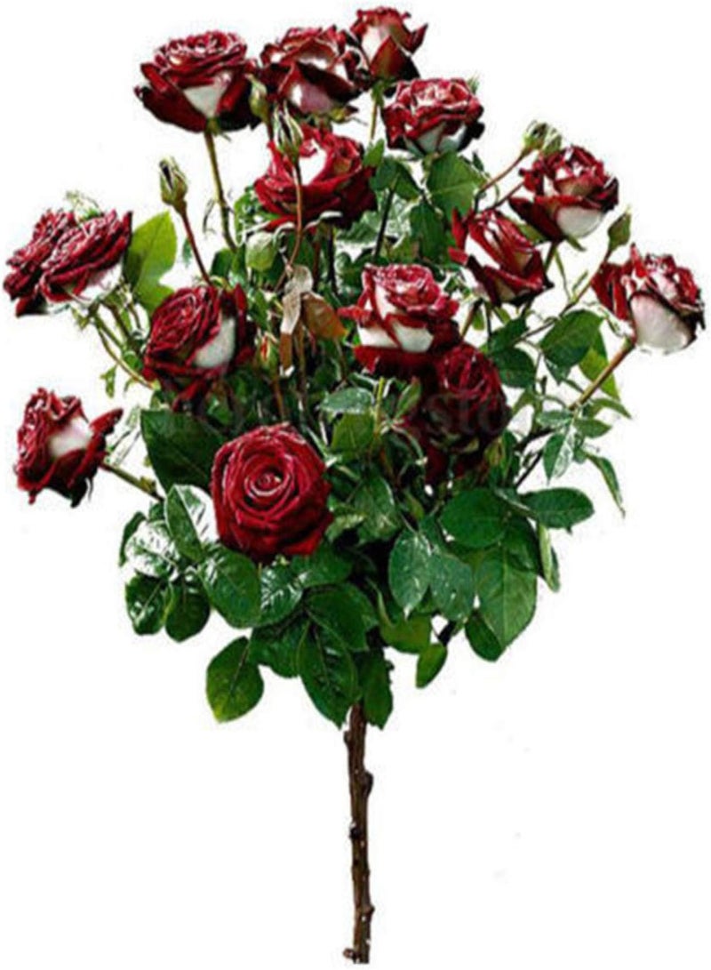 GGOOT Green Plants,100pcs/Bag Red White Osiria Rose Flower Seeds Home Garden Plant Decor - Image 5