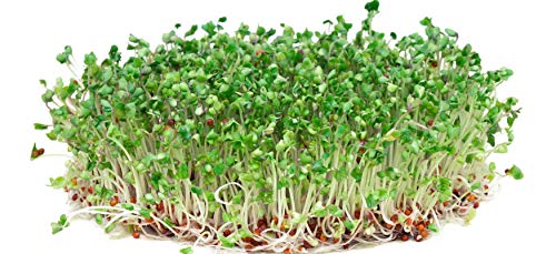 NATURAL ROOTS Broccoli Sprouting Seeds for Sprouts and Microgreens. Non-GMO. Pack of 10 premeasured Seeds for 32oz Jars and 8 inch Trays. - Image 3