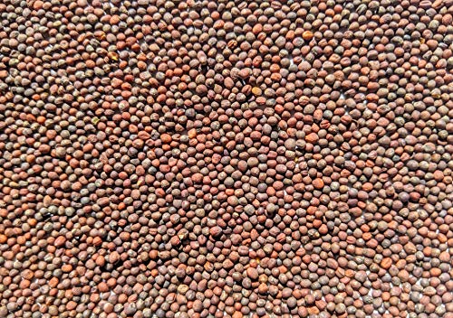 NATURAL ROOTS Broccoli Sprouting Seeds for Sprouts and Microgreens. Non-GMO. Pack of 10 premeasured Seeds for 32oz Jars and 8 inch Trays. - Image 2