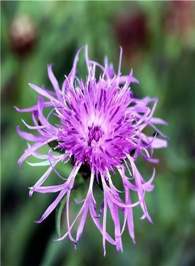 GGOOT 100pcs Cornflower Seeds Elegant Light Purple Flowers Planted in Balcony Terrace Can Experience Tranquility After Tired Work - Image 2