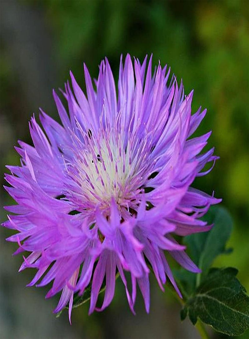 GGOOT 100pcs Cornflower Seeds Elegant Light Purple Flowers Planted in Balcony Terrace Can Experience Tranquility After Tired Work - Image 1