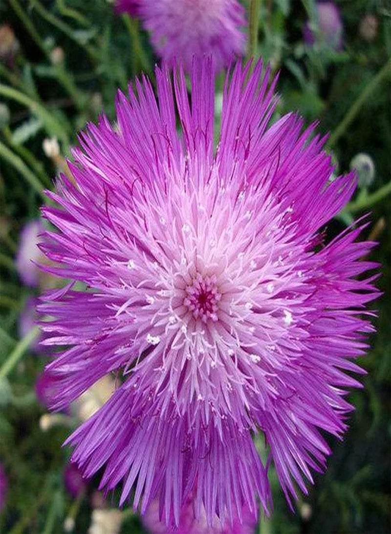 GGOOT 100pcs Cornflower Seeds Elegant Light Purple Flowers Planted in Balcony Terrace Can Experience Tranquility After Tired Work - Image 3