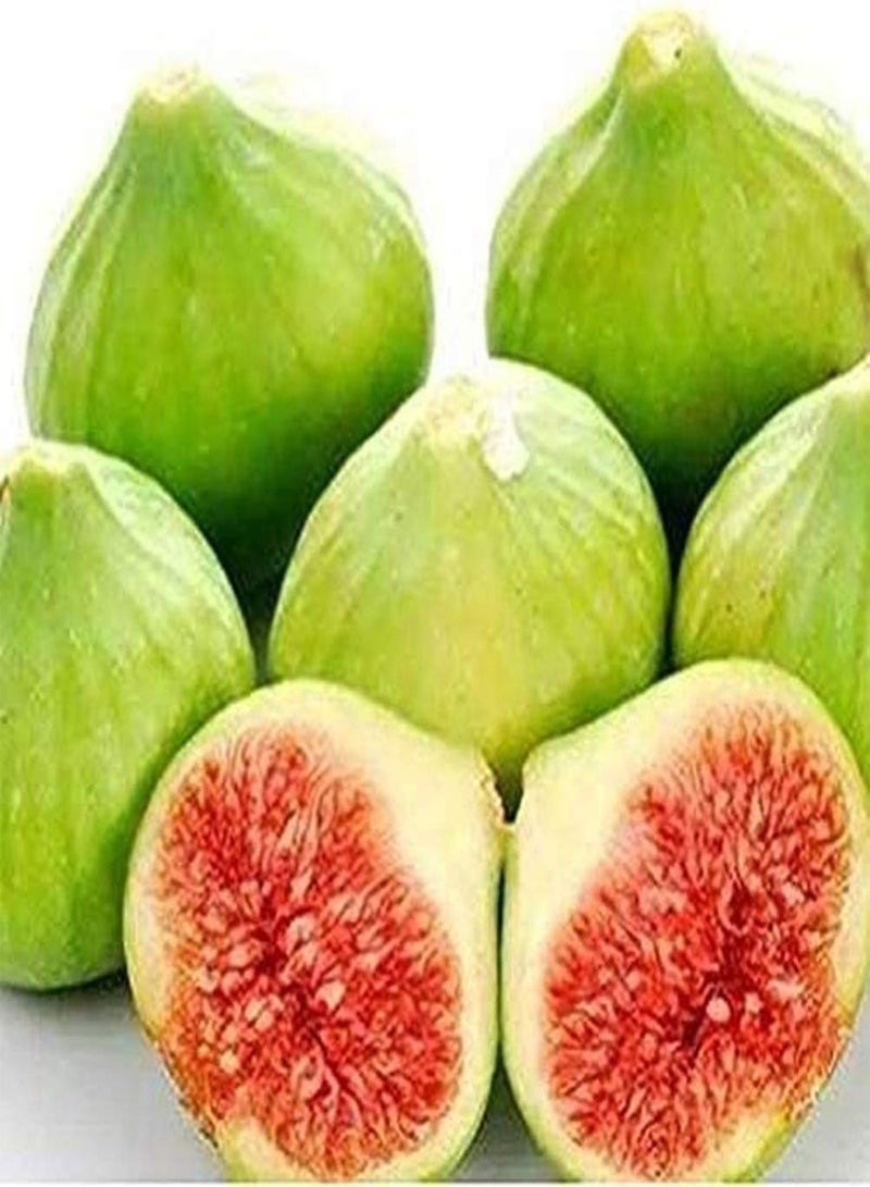 جي جوت 200 قطعة من بذور التين، بذور شجرة الفاكهة المعمرة الشهيرة المزروعة على مدار العام، سهلة البقاء، مناسبة للمبتدئين - Image 1