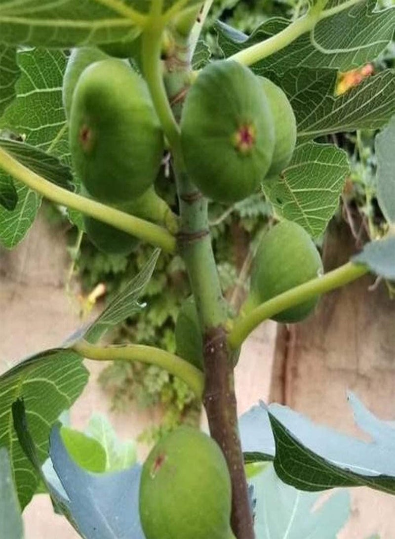 جي جوت 200 قطعة من بذور التين، بذور شجرة الفاكهة المعمرة الشهيرة المزروعة على مدار العام، سهلة البقاء، مناسبة للمبتدئين - Image 2